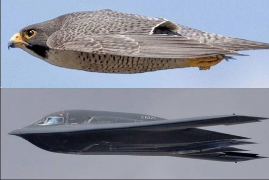 Side view of falcon photo by Thomas Kaestner and B-2 Aircraft in flight, they look similar