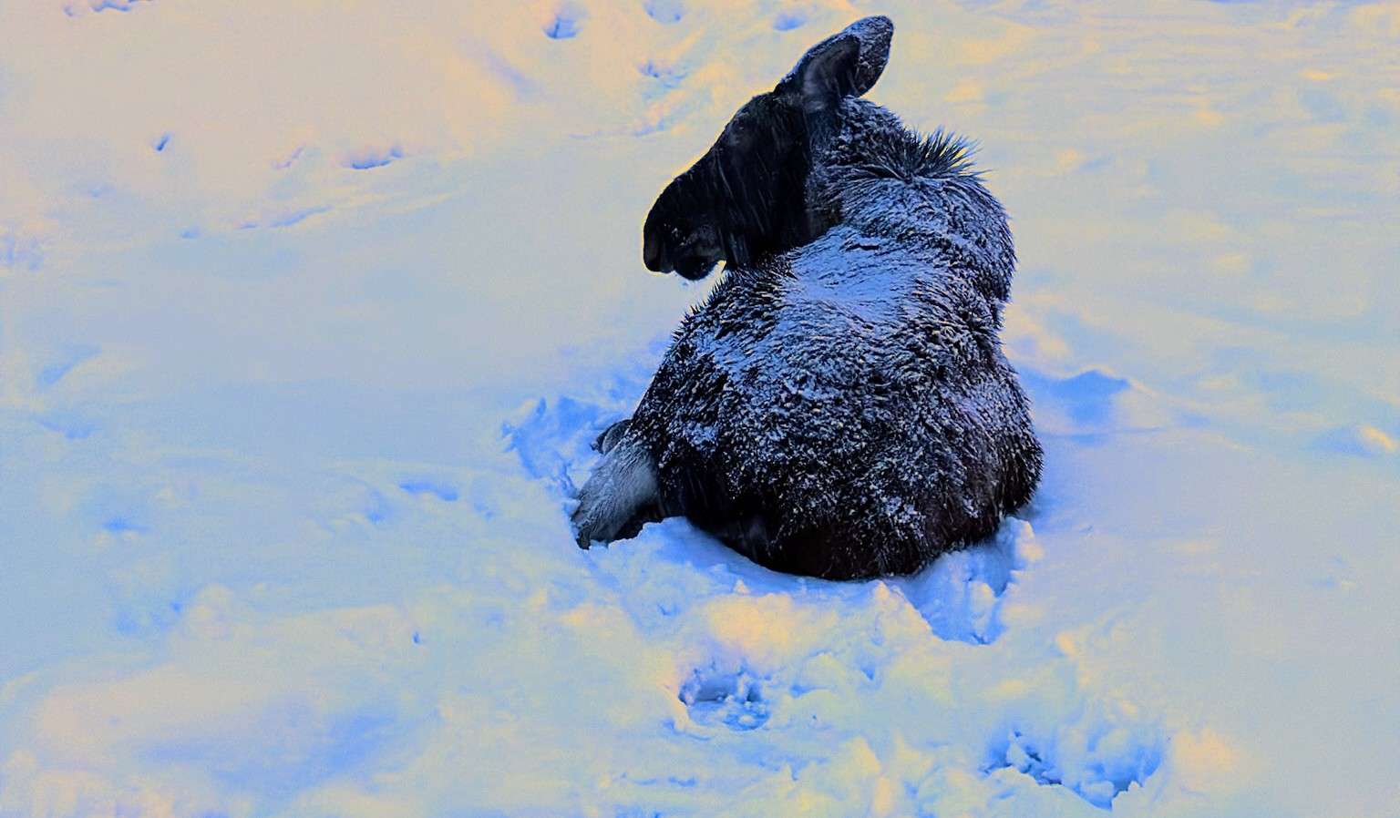 Moose sitting in snow, by N Jackson