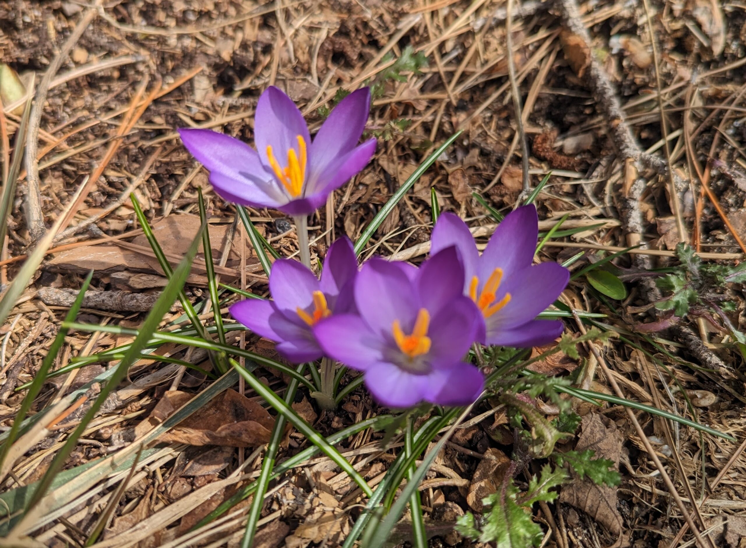 Crocus flowers blooming in Spring