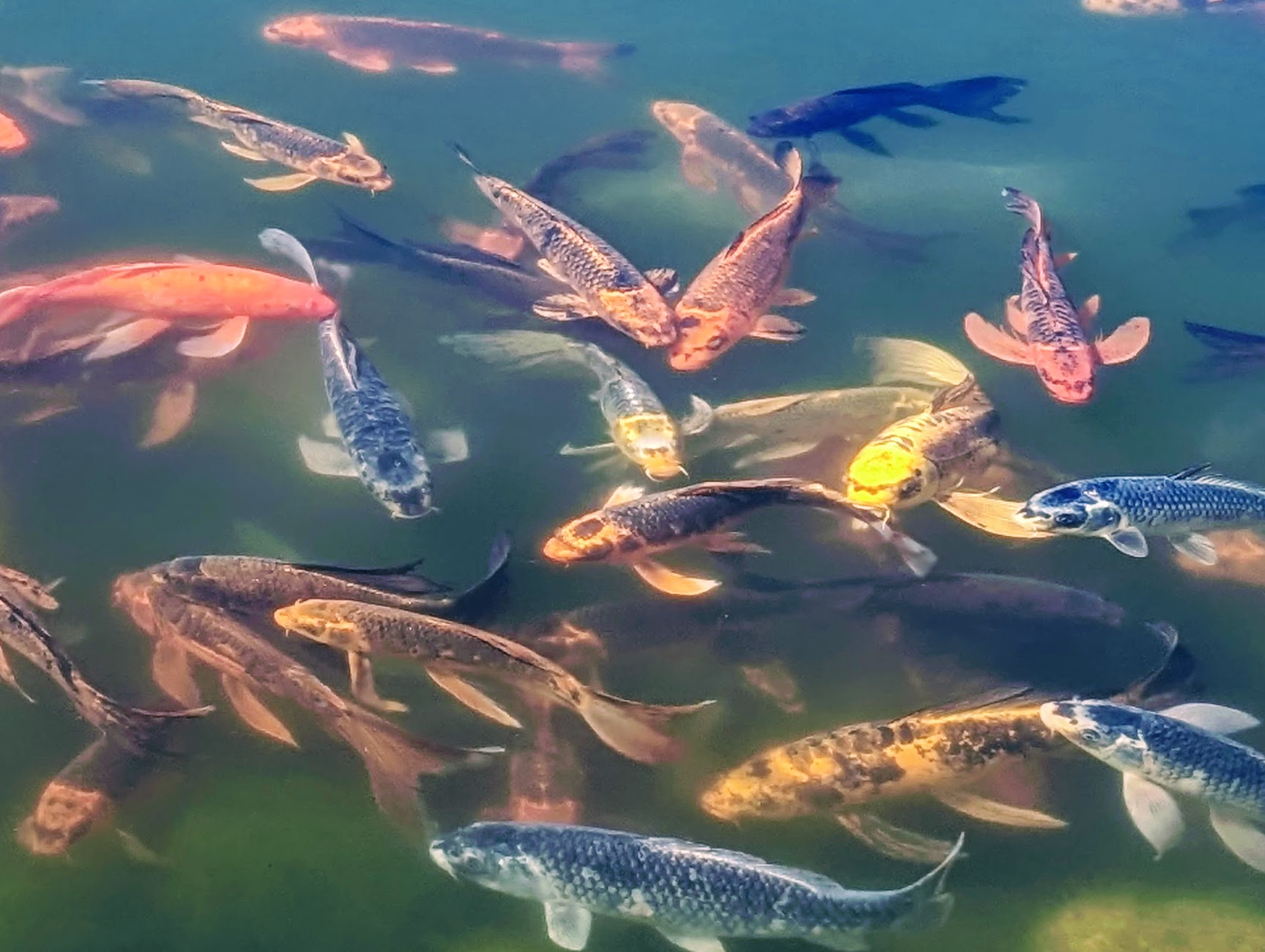 Koi Carp of many colors