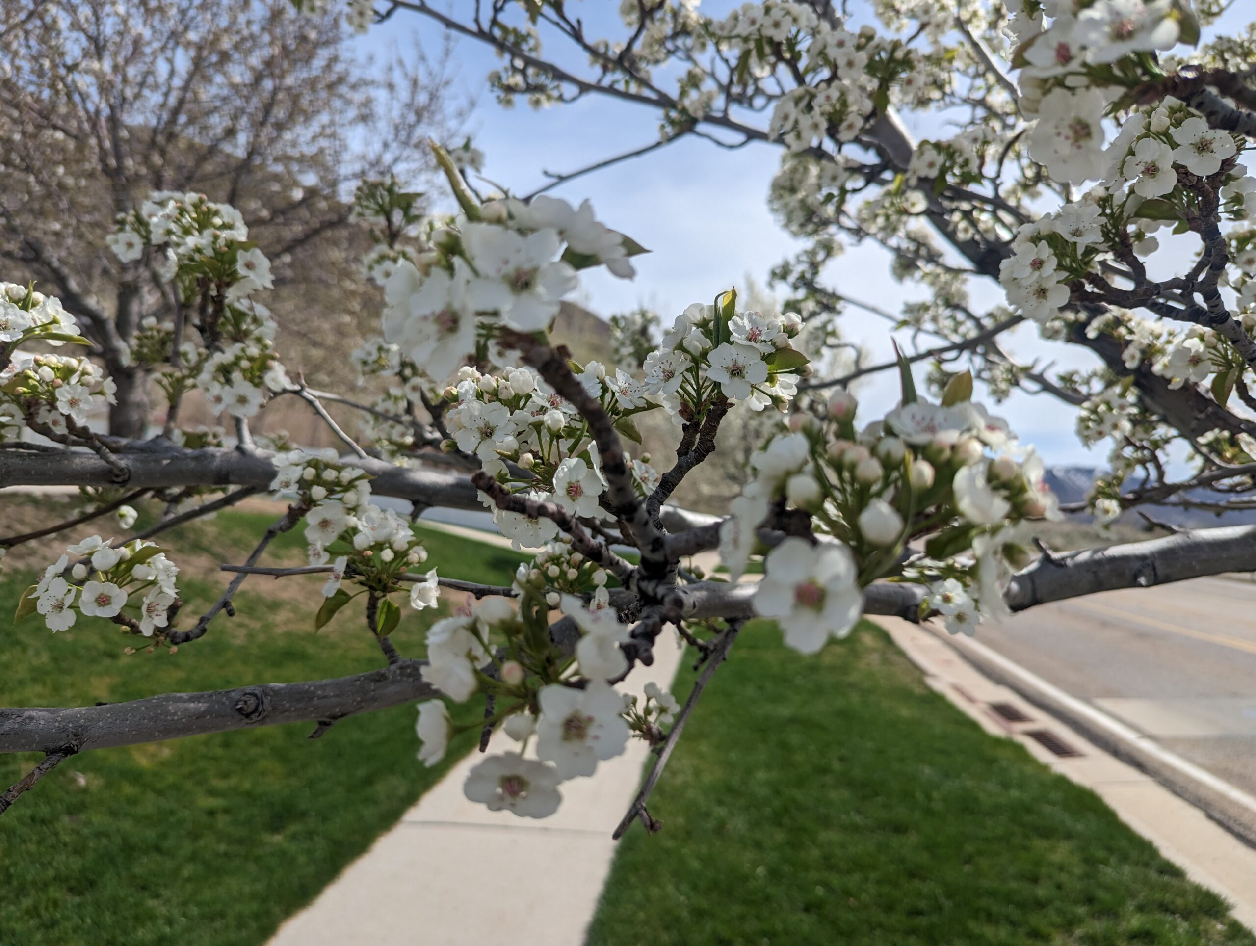 Flowering Pear Tree Branch in Bloom