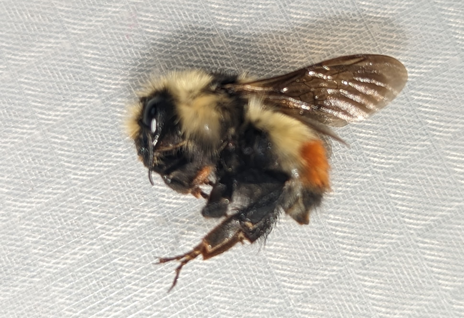 bumblebee on 3d printed dish