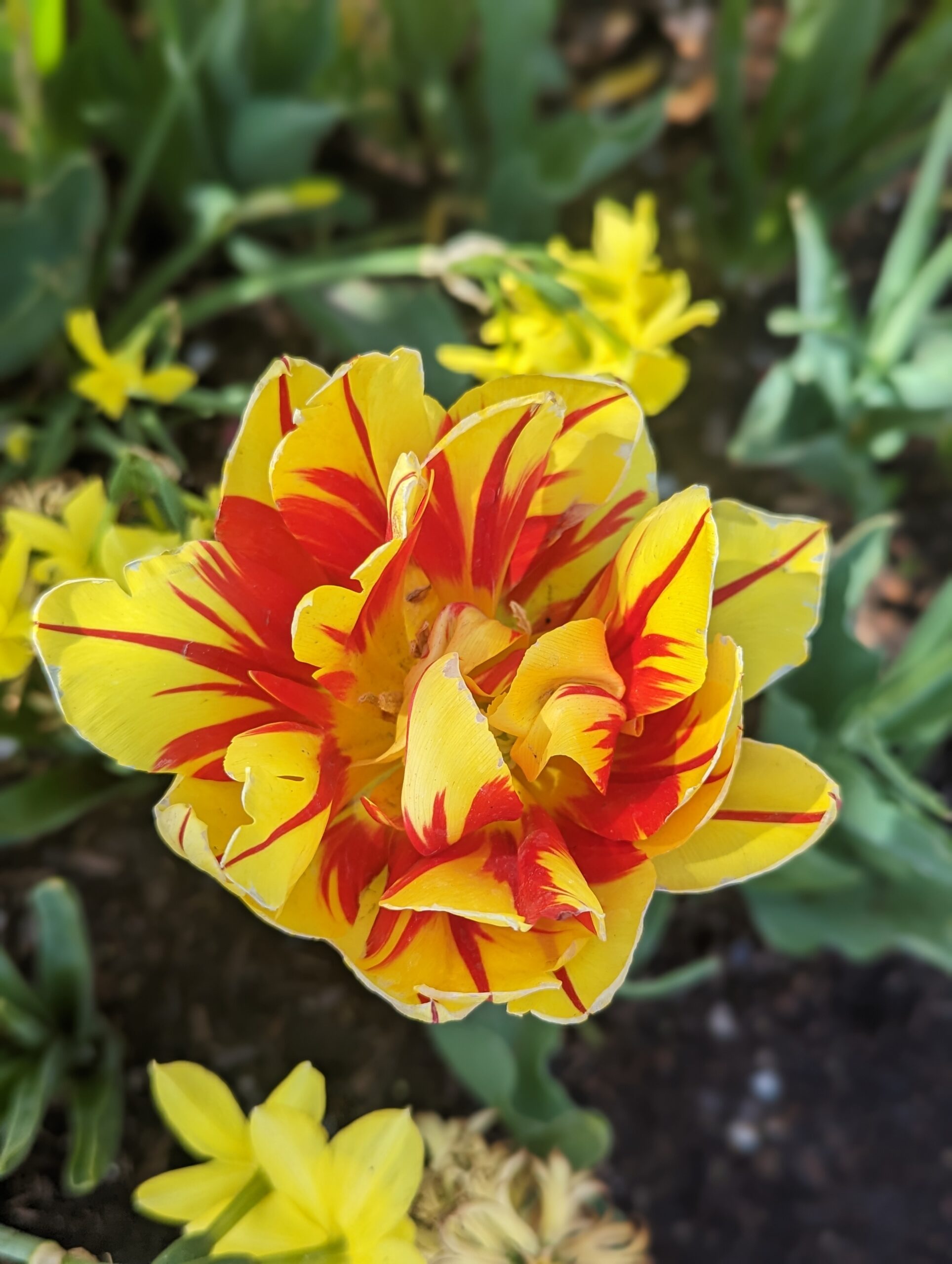 Yellow & Red Tulip