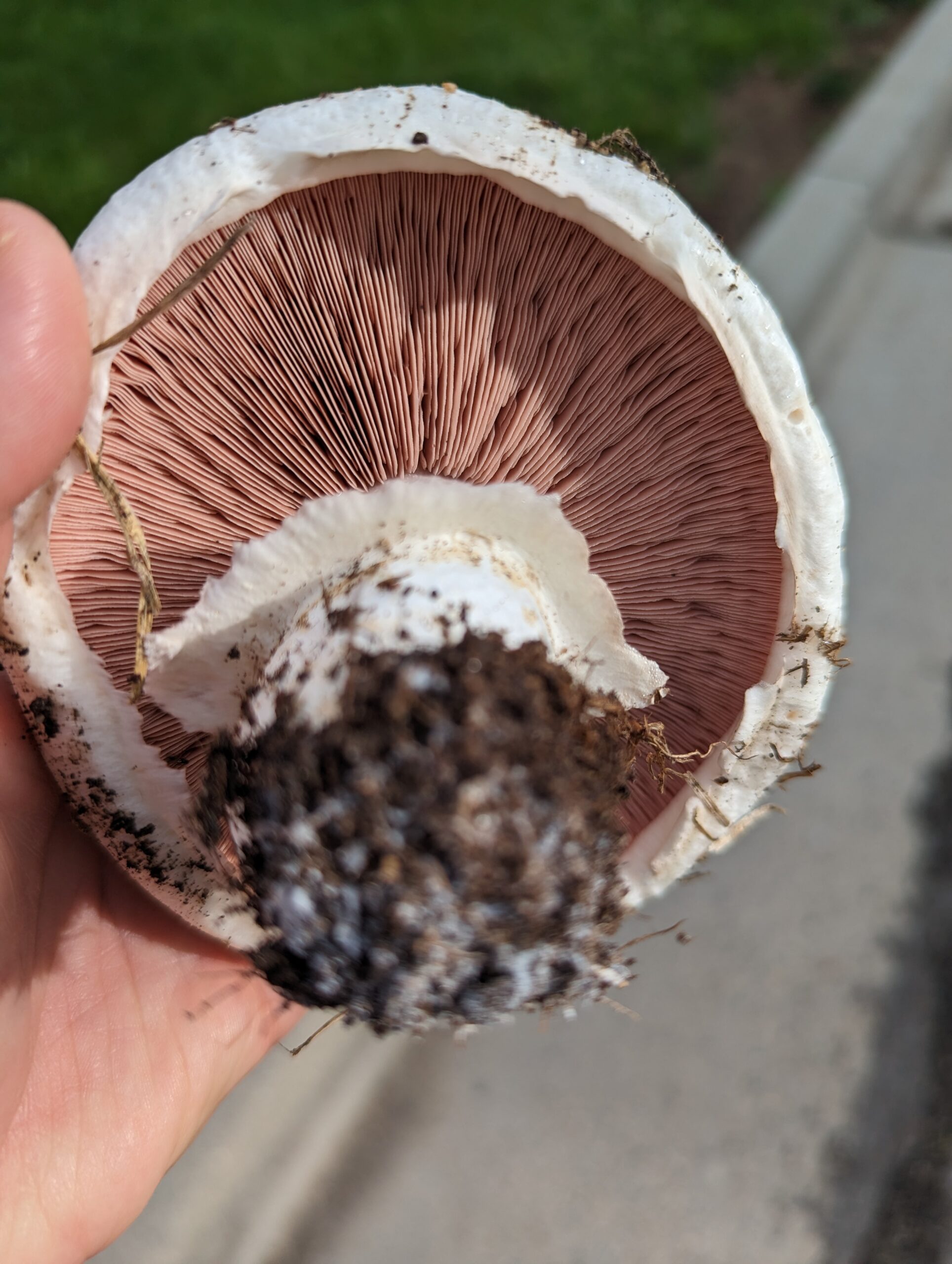 mushroom gills, foraging