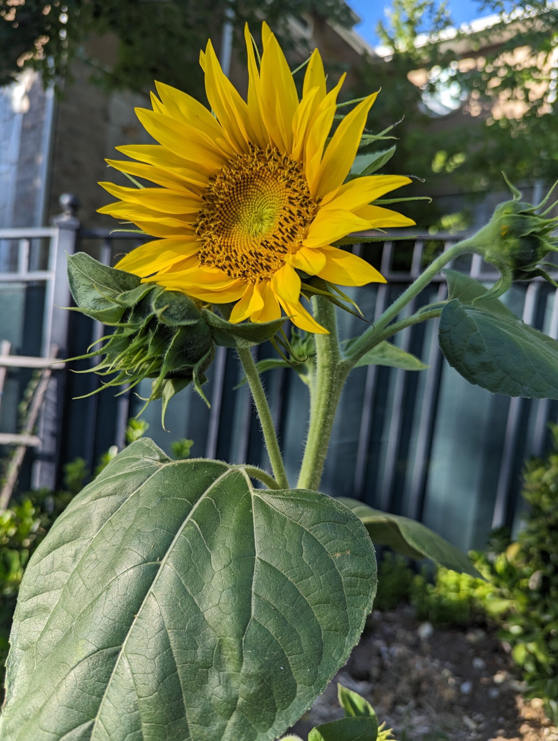 blooming summer sunflower